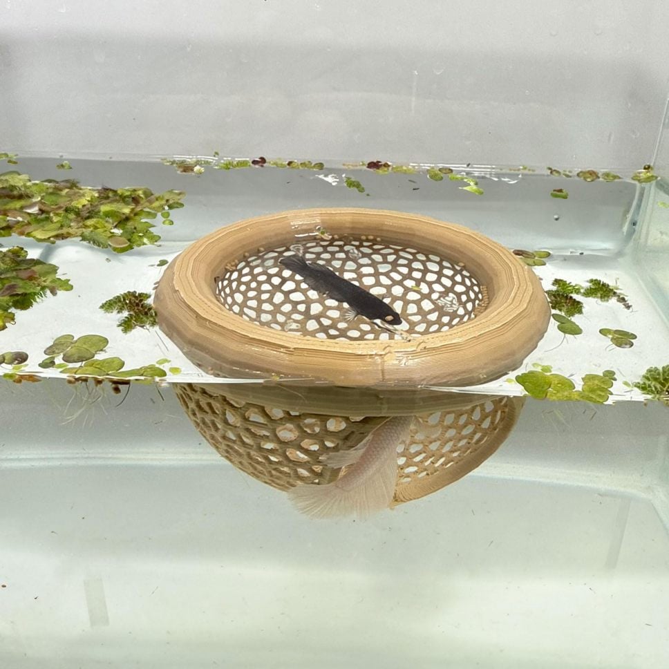 🔥Last 4 hours 49% OFF- 🐟Floating Fish Lounge