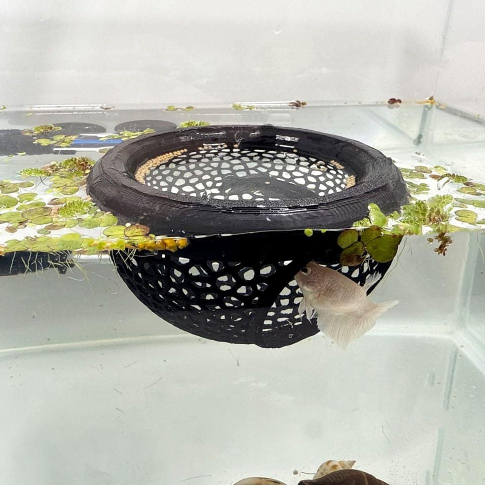 🔥Last 4 hours 49% OFF- 🐟Floating Fish Lounge