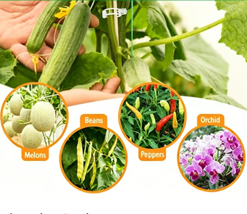 🌱 🍅 Plant Support Clips – Easy Vine Training & Secure Plant Growth