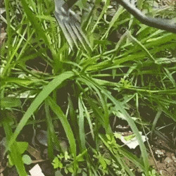 🌿 Deep-Grip Weed Puller – Fast Root Removal & Soil Cultivation