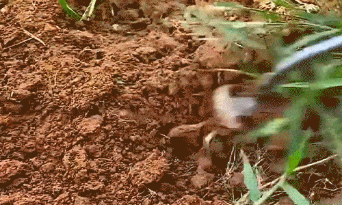 🌿 Deep-Grip Weed Puller – Fast Root Removal & Soil Cultivation