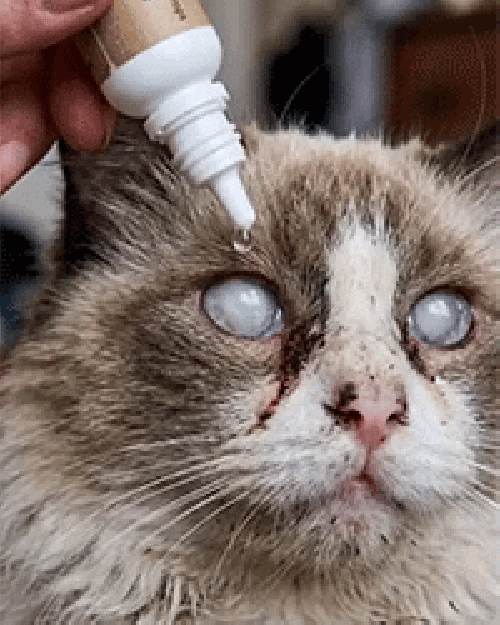 🐾 Pet Antibacterial Eye Drops – Gentle Eye Care & Tear Stain Cleaner for Cats & Dogs