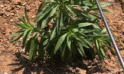 🌿 Deep-Grip Weed Puller – Fast Root Removal & Soil Cultivation