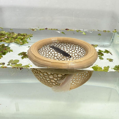 🔥Last 4 hours 49% OFF- 🐟Floating Fish Lounge