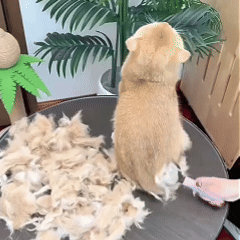 🐶🐾 Double-Sided Pet Grooming Brush – Dog & Cat Hair Remover & Styling Comb