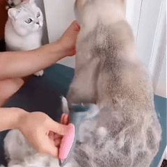 🐶🐾 Double-Sided Pet Grooming Brush – Dog & Cat Hair Remover & Styling Comb