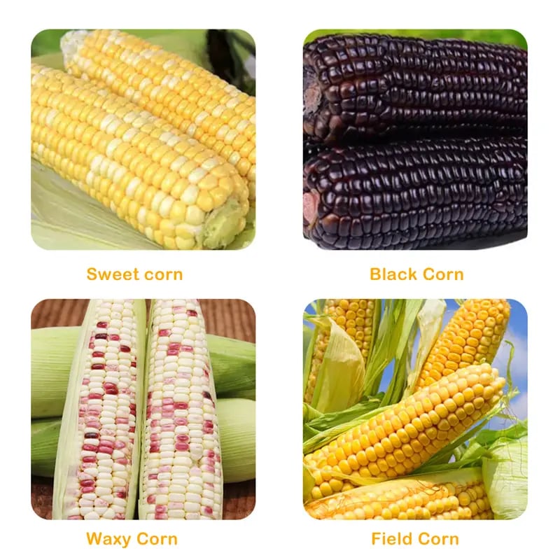 🌽Corn Kernel Peeler – Easy Corn Cob Stripper for Quick Kernel Removal🔥Buy 3 Get 1 Free