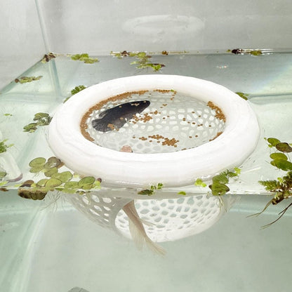 🔥Last 4 hours 49% OFF- 🐟Floating Fish Lounge
