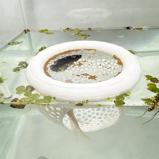 🔥Last 4 hours 49% OFF- 🐟Floating Fish Lounge