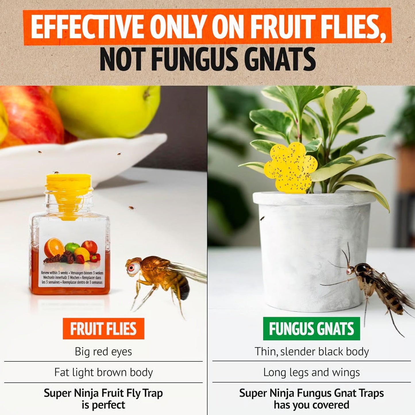 [BUY 5 GET 5 FREE]🔥Ultra-Strong Fruit Fly Trap - User Friendly